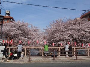 物件から徒歩約1分の、春には満開の桜が、冬には幻想的なイルミネーションが楽しめる目黒川です。